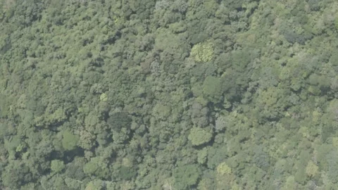 Trees on Rain Forest -zenith shot Stock Footage 163931348