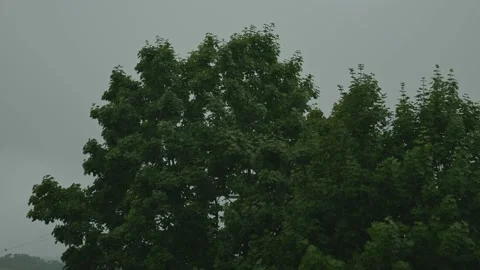 Trees in the rain - slow motion Stock Footage 205192828
