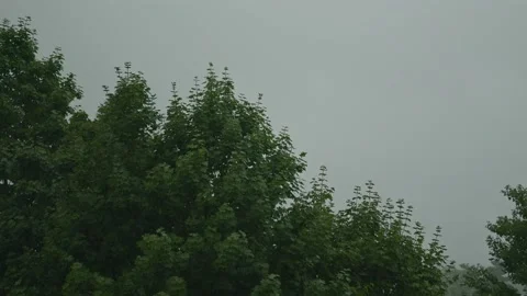 Trees in the rain - slow motion Stock Footage 205192832