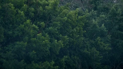 Trees In Rain Storm And Wind Stock Footage 99507130