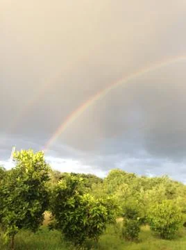 Trees with rainbow Stock Photos