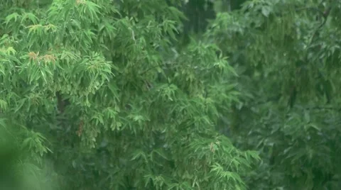 Trees with Raindrops Видео 50942045