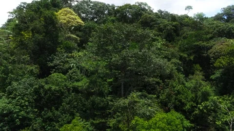 Trees in rainforest amazon Stock Footage 313159784