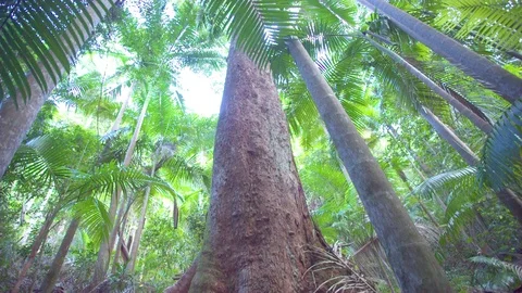 Trees in rainforest on a sunny day Stock Footage 76139156
