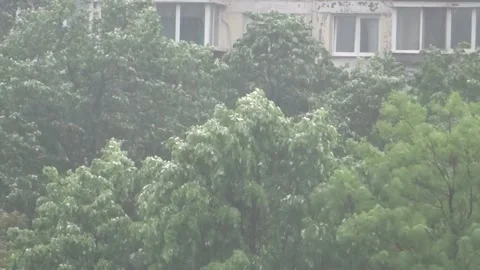 Trees on a rainy and windy day bucharest city life Stock Footage 150827797