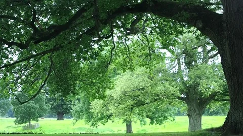 Trees on a rainy day in Scotland 库存影片 81971880