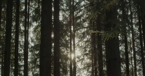 Trees with rays of light Video stock 195001355