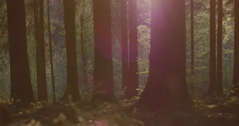 Trees with rays of light Video stock 195001357