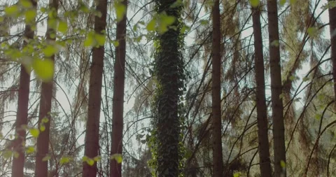 Trees with rays of light Video stock 195001366