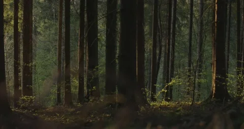 Trees with rays of light Video stock 195001379