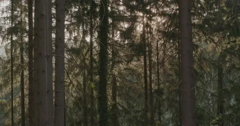 Trees with rays of light Video stock 195001383