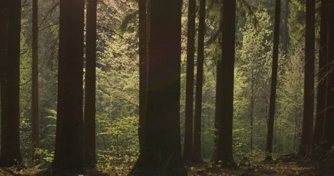 Trees with rays of light Video stock 195001388