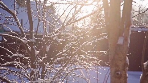 Trees in the rays of winter sun Stock Footage 72988740