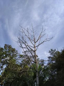 Trees reaching for the sky Stock Photos