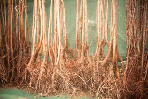 Trees ready to be planted Stock Photos