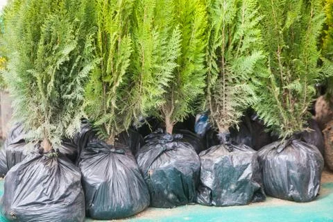 Trees ready to be planted Stock Photos