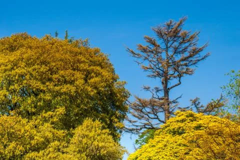 Trees that receive bright sunlight in the spring. Stock Photos