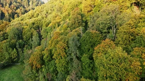 Trees in red and orange colors in autumn, great autumn day in switzerland Stock Footage 206975704
