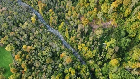 Trees in red and orange colors in autumn, great autumn day in switzerland Stock Footage 206975901