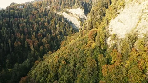 Trees in red and orange colors in autumn, great autumn day in switzerland Stock Footage 206976585