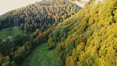 Trees in red and orange colors in autumn, great autumn day in switzerland Stock Footage 206977591