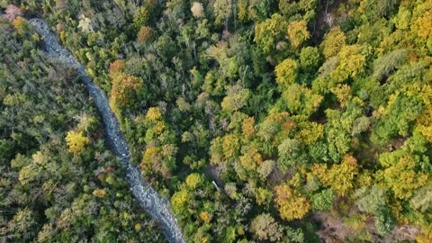 Trees in red and orange colors in autumn, great autumn day in switzerland Stock Footage 206977608