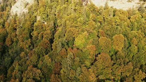 Trees in red and orange colors in autumn, great autumn day in switzerland Stock Footage 206977807