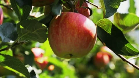 Trees of red apples Stock Footage 19558896