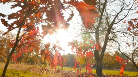 Trees with red leaves. The bright rays of the sun. Slow motion Stock Footage 120420956