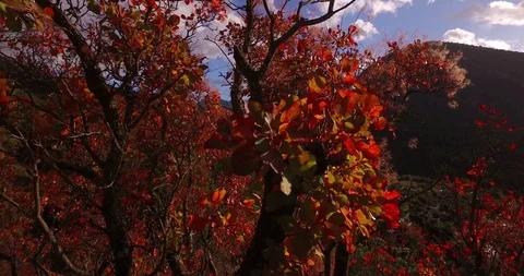 Trees with red leaves in the mountain Stock Footage 120120700