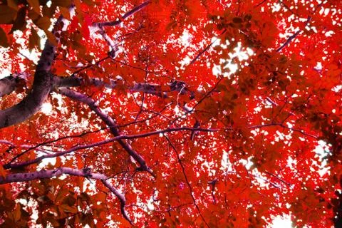 Trees with red leaves Foto stock