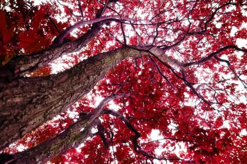Trees with red leaves Stock Photos