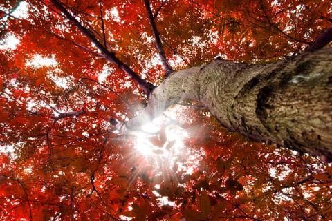 Trees with red leaves Stock Photos