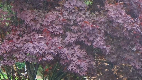 Trees with red leaves on the shore Stock Footage 109206291