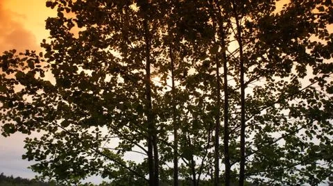 Trees With Red Sky Fotos de archivo