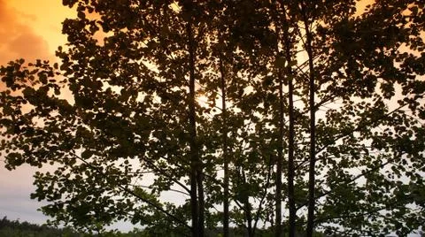 Trees With Red Sky Stock-Fotos