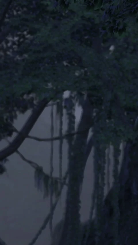 Trees reflect in water during evening light near a quiet pond Stock Footage 336580169