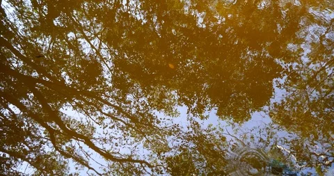 Trees reflected on dirty brown lake water Stock Footage 118860876