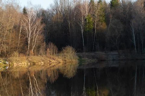 Trees reflected in the forest lake at sunset Stock Photos