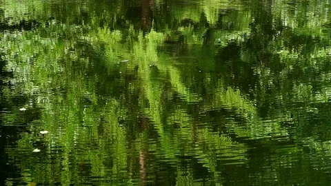 Trees reflected in the lake Stock Footage 79740039