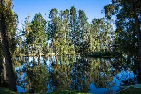 Trees reflected in the lake Stock Photos