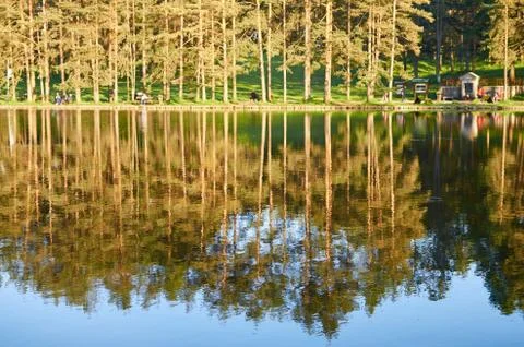 Trees reflected on a lake surface Stock Photos