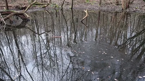 Trees reflected in mirror like forest pool. Stick splash concentric ripples Stock Footage 147490060