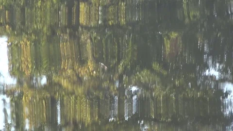 Trees Reflected in Moving Water 库存影片 81763096