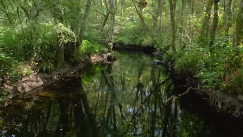 Trees Reflected Over Creek In The Nature Reserve 動画素材 321940264