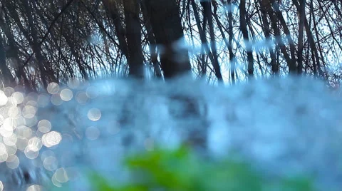 Trees reflected in a pond. 4K. FULL HD, 4096x2304. Stock Footage 36817995