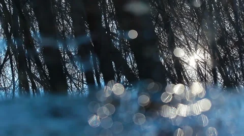 Trees reflected in a pond. 4K. FULL HD, 4096x2304. Stock Footage 36818560