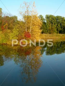 Trees reflected in a pond Stock Photos