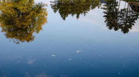 Trees reflected in a pond Stock Photos