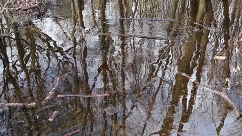 Trees reflected in pond, stick thrown splash and slow concentric ripples Stock Footage 147490086